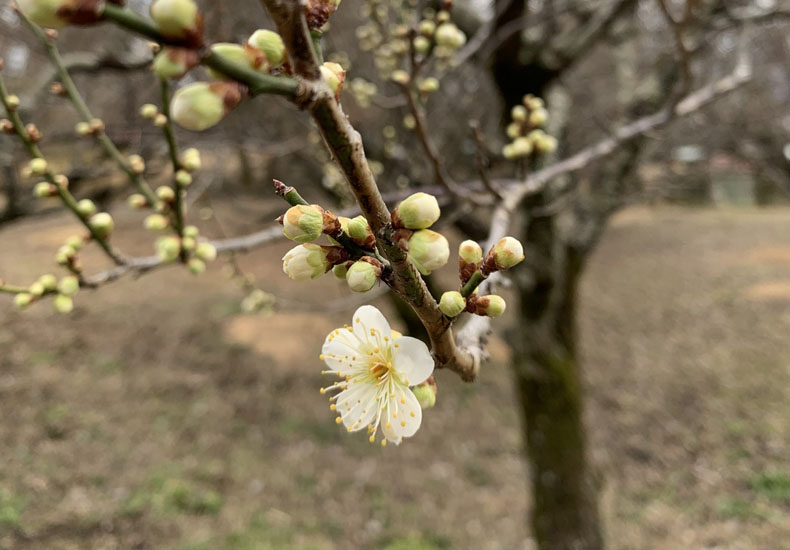 梅の花